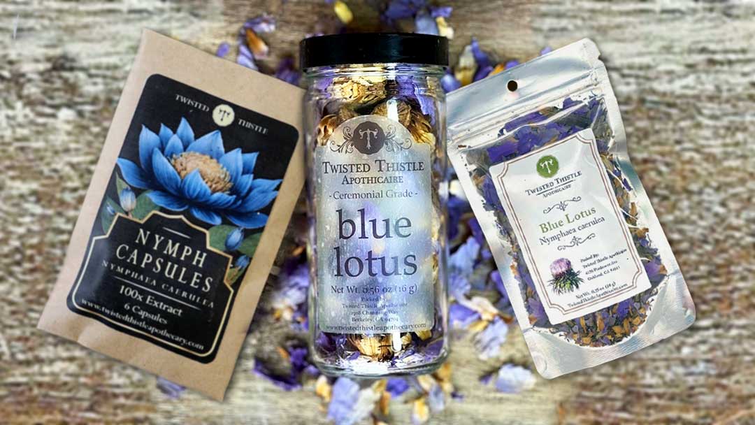 Blue Lotus petals and capsules